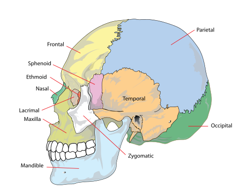 OSTEOPATHY IN THE CRANIAL FIELD 初版 What is cranial
